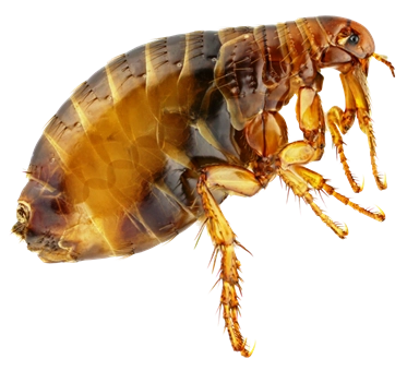 Fleas
